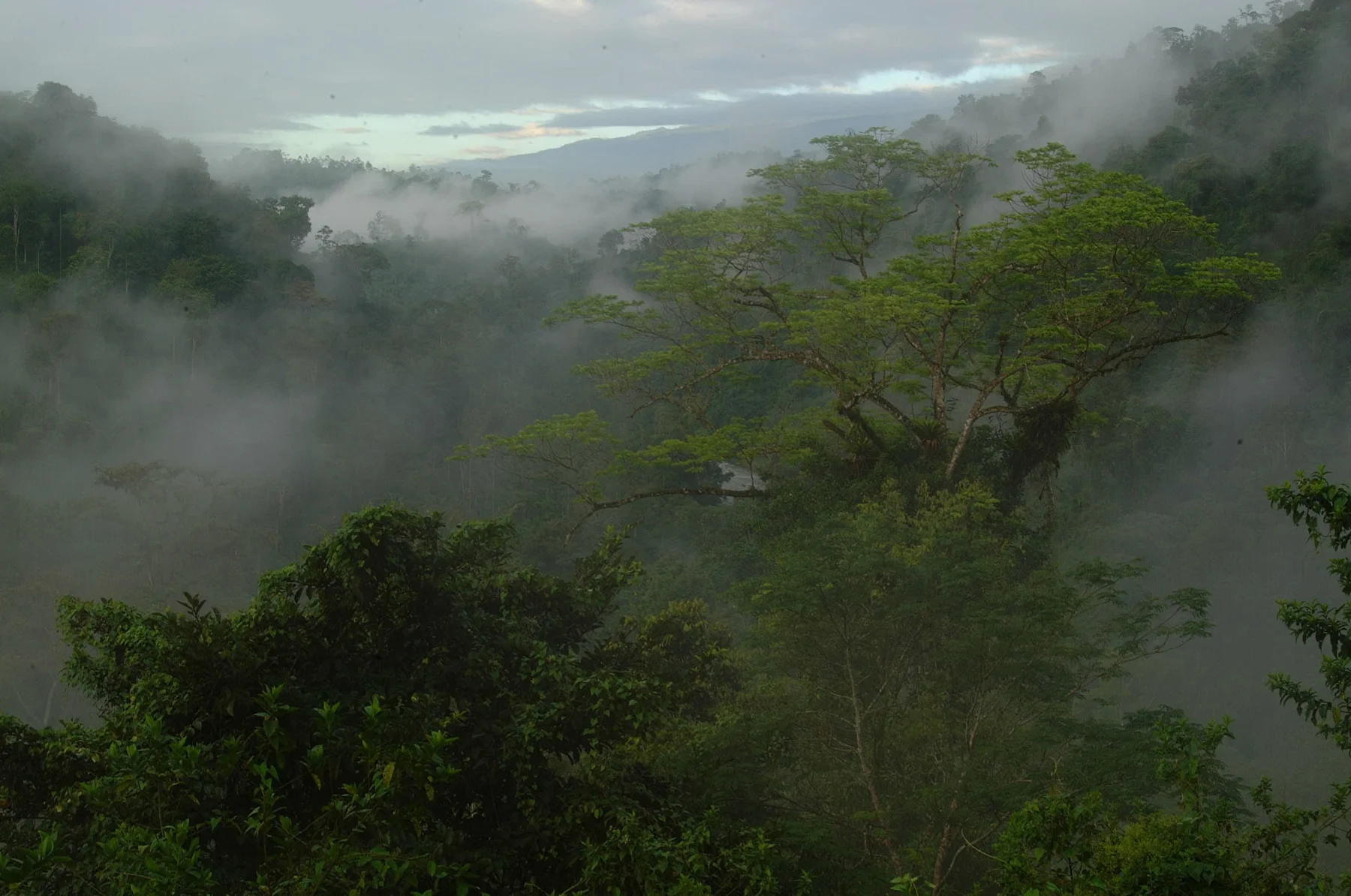Zip-lines